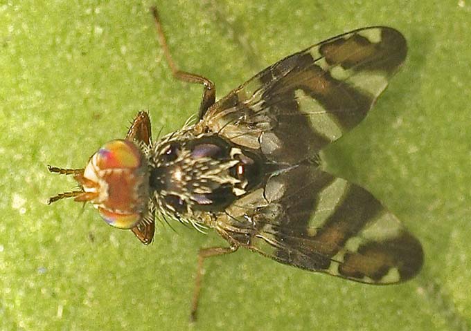 Tephritidae: Procecidochares utilis (2)