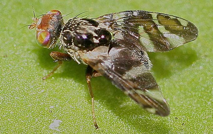 Tephritidae: Procecidochares utilis (3)