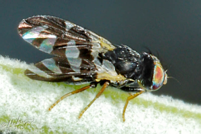 Tephritidae: Sphaeniscus filiolus (male) (1)