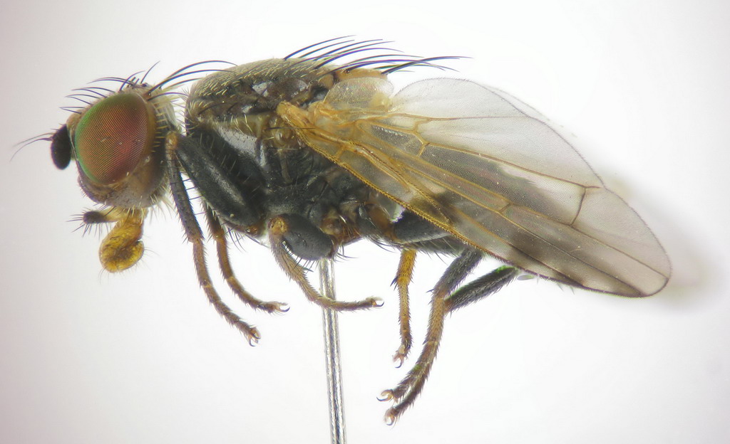 Tephritidae: Terellia (Terellia) colon (male) (2)