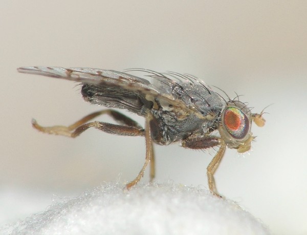 Tephritidae: Tephritis stictica (male) (1)