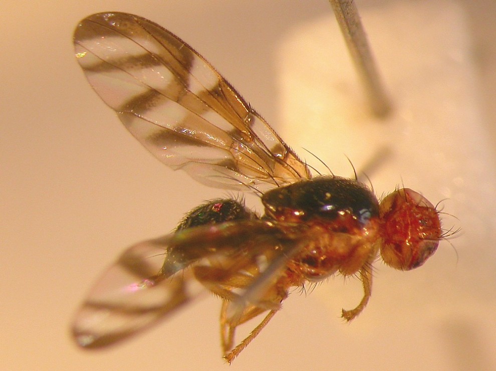 Tephritidae: Euleia separata (female) (2)