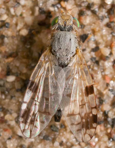 Tephritidae: Tephritis angustipennis (female) (3)