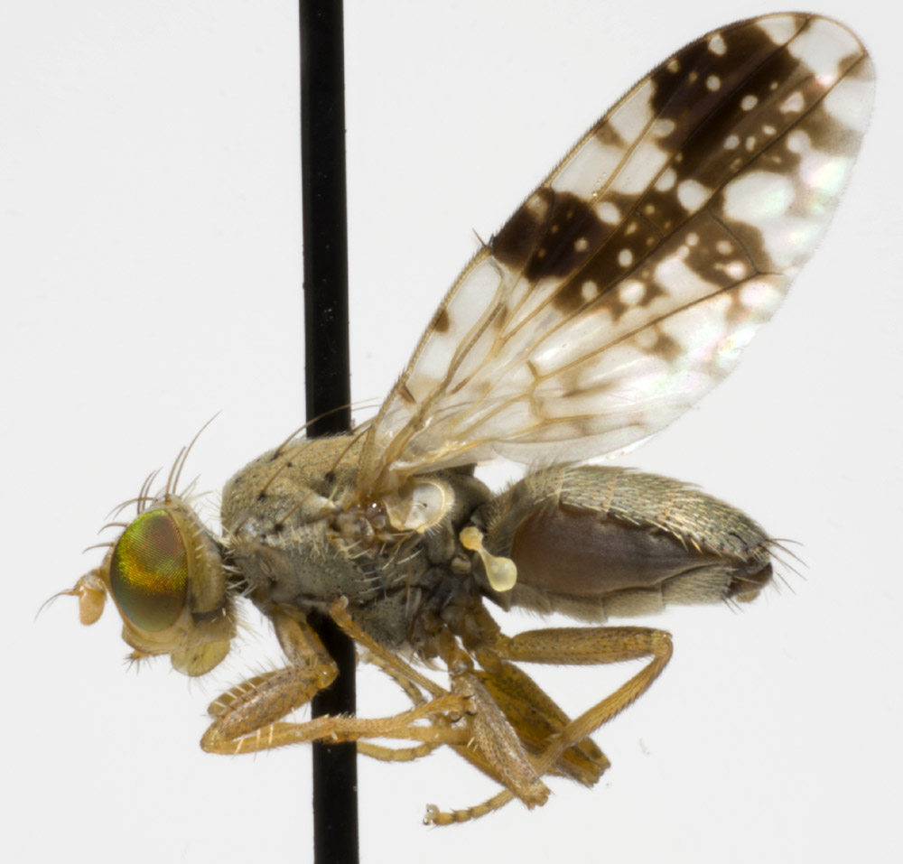 Tephritidae: Tephritis bardanae (male) (2)