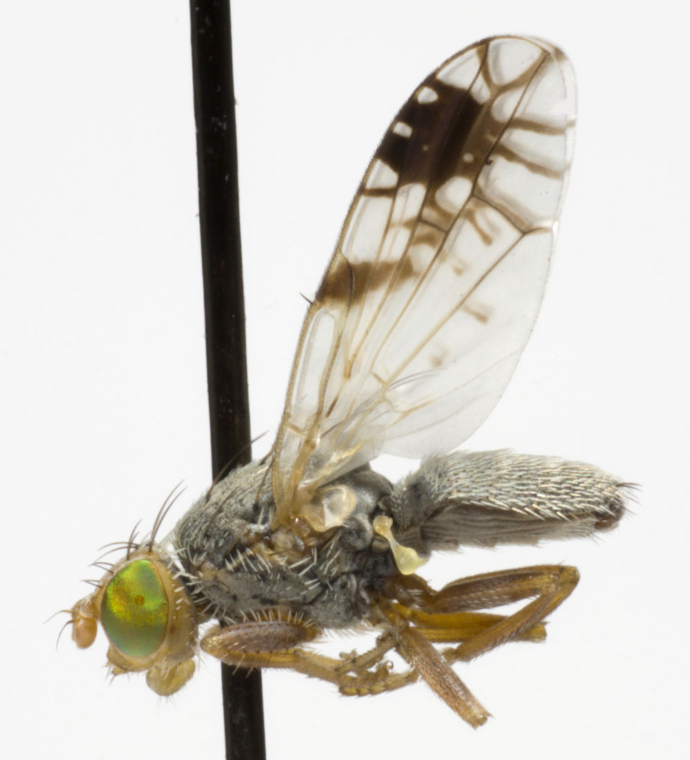 Tephritidae: Tephritis cometa (male) (1)