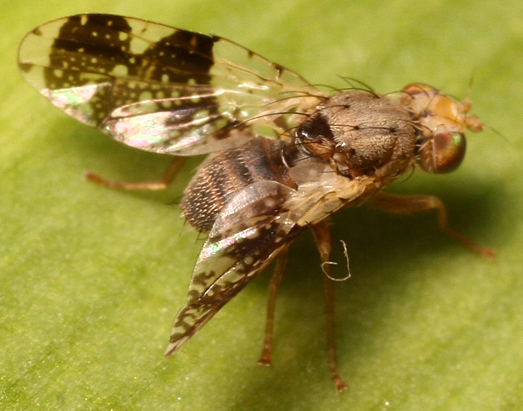 Tephritidae: Tephritis formosa (male) (2)