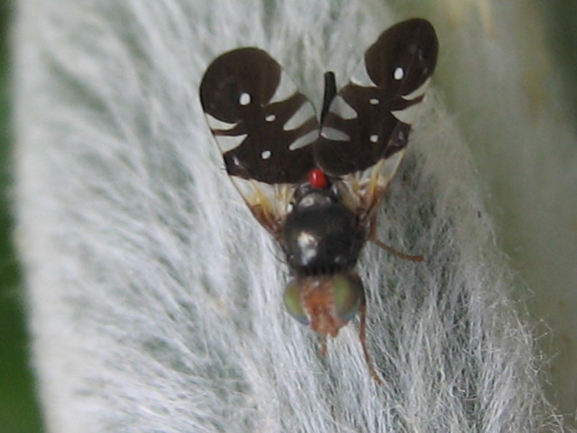 Tephritidae: Aciura coryli (female) (1)