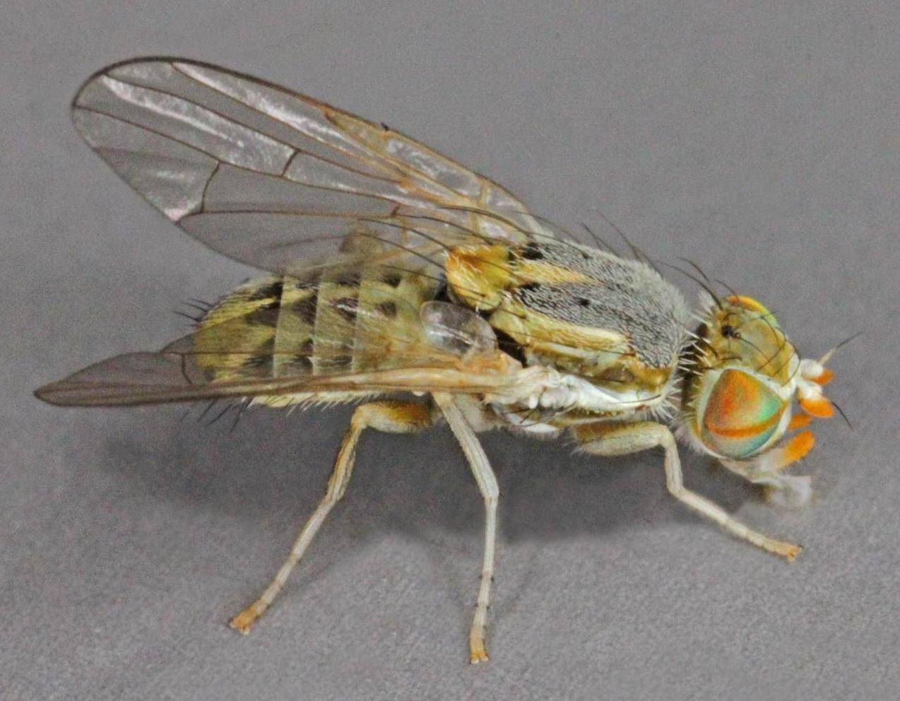 Tephritidae: Terellia (Terellia) serratulae (male) (4)