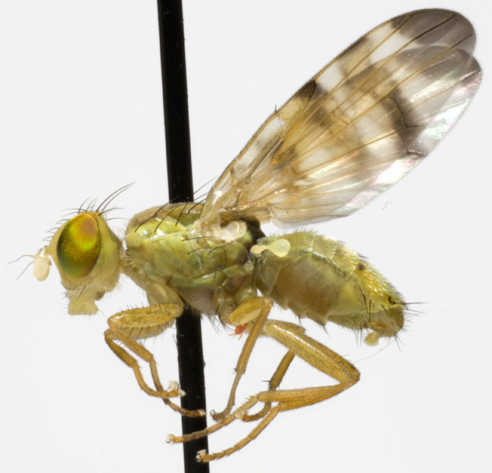 Tephritidae: Terellia (Cerajocera) tussilaginis (male) (2)