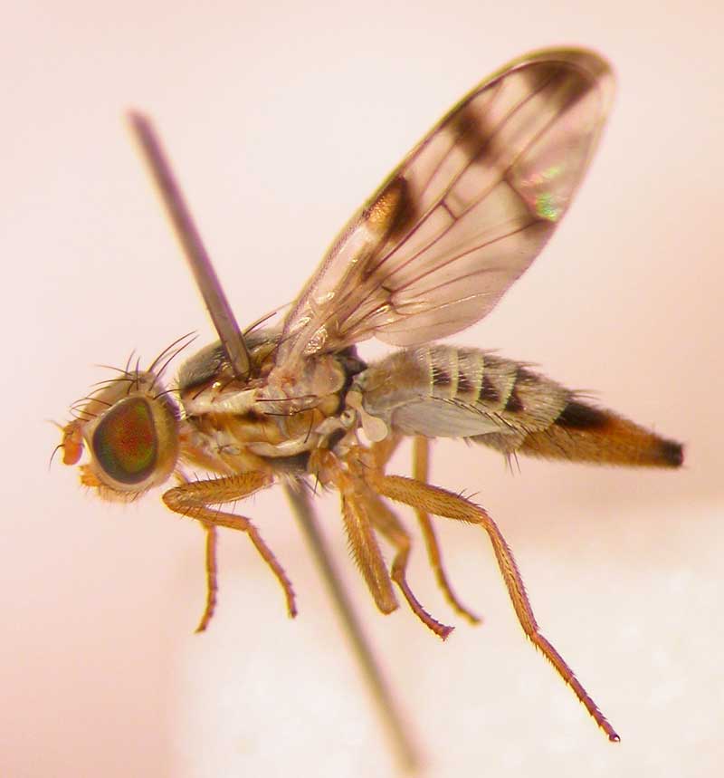 Tephritidae: Terellia (Terellia) ruficauda (female) (3)