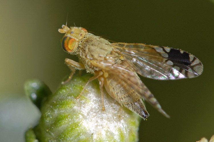 Tephritidae: Trupanea californica (female) (1)