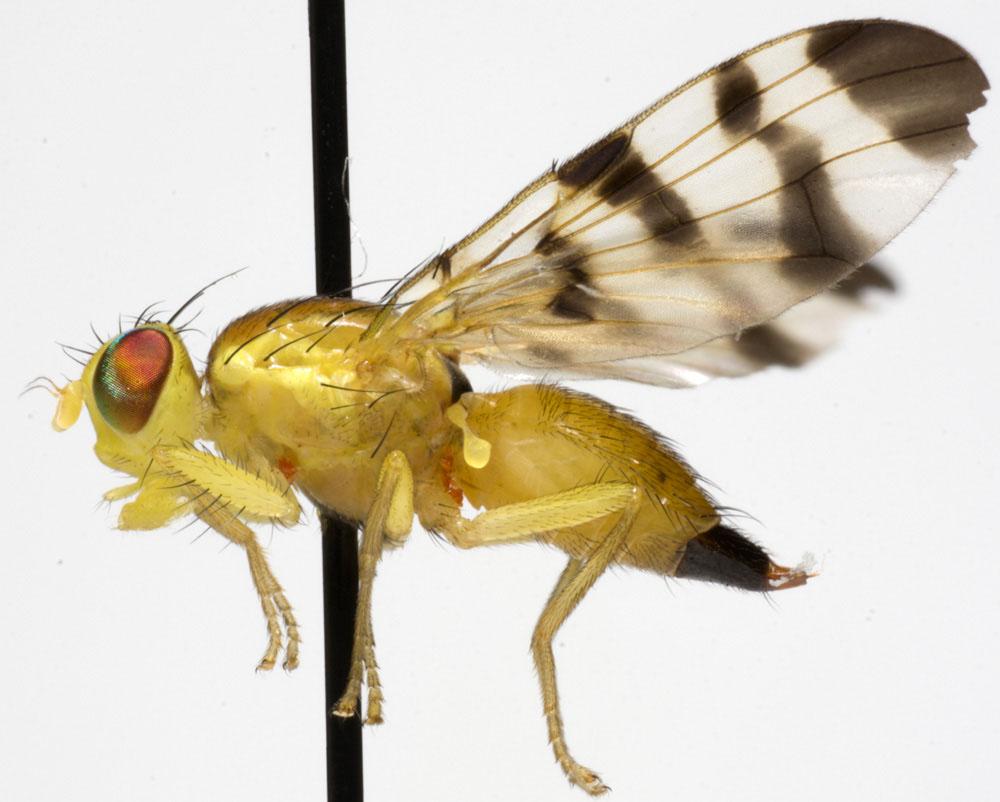 Tephritidae: Trypeta zoe (female) (1)
