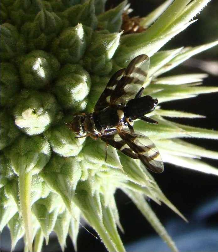 Tephritidae: Urophora dzieduszyckii (copula) (1)