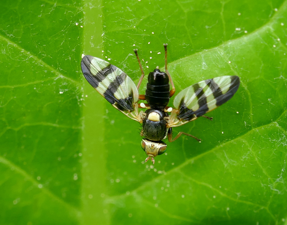 Tephritidae: Urophora congrua (male) (3)