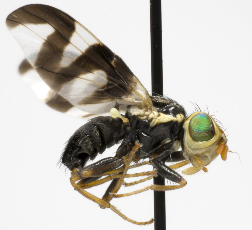 Tephritidae: Urophora cardui (male) (1)