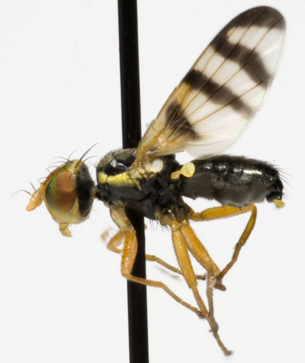 Tephritidae: Urophora jaceana (male) (1)