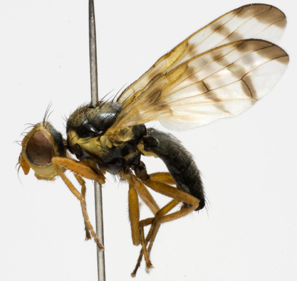 Tephritidae: Urophora solstitialis (male) (1)
