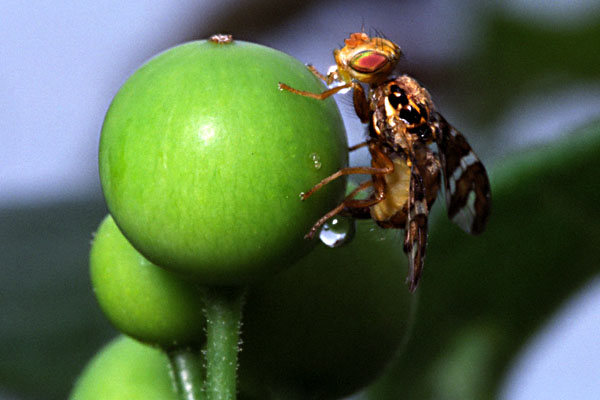 Tephritidae: Goniglossum wiedemanni (female ovipositing) (1)