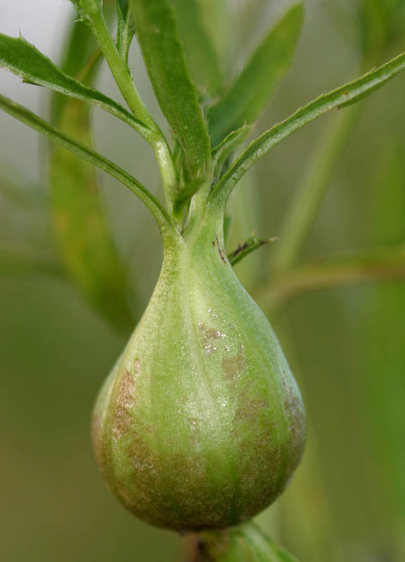 Tephritidae: Urophora cardui (gall) (1)