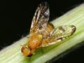 Xyphosia miliaria (male) (2)