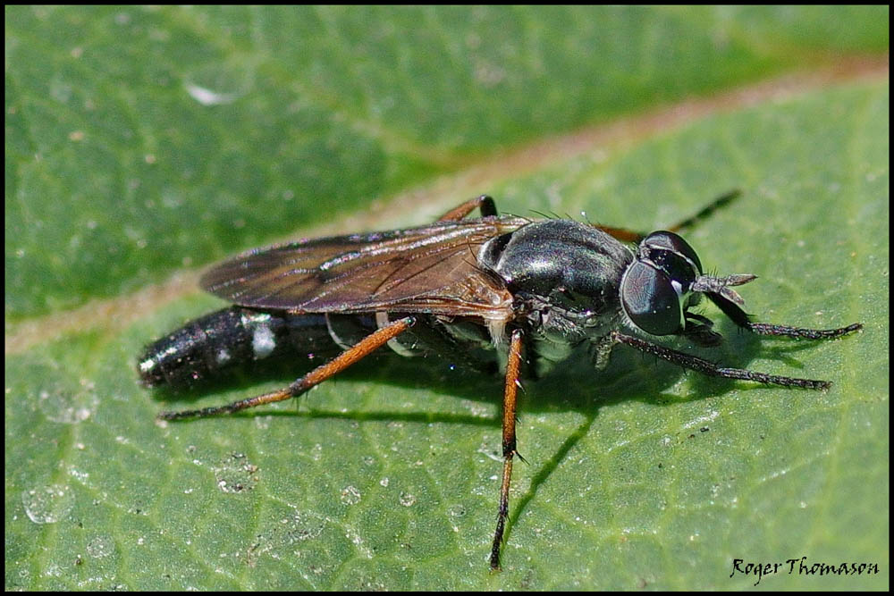 Therevidae: Ozodiceromyia nigrimana (2)
