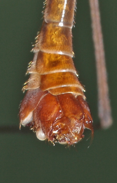 Tipulidae: Tipula (Lunatipula) cava (male) (2)