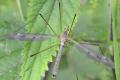 Tipula (Acutipula) fulvipennis (male) (2)