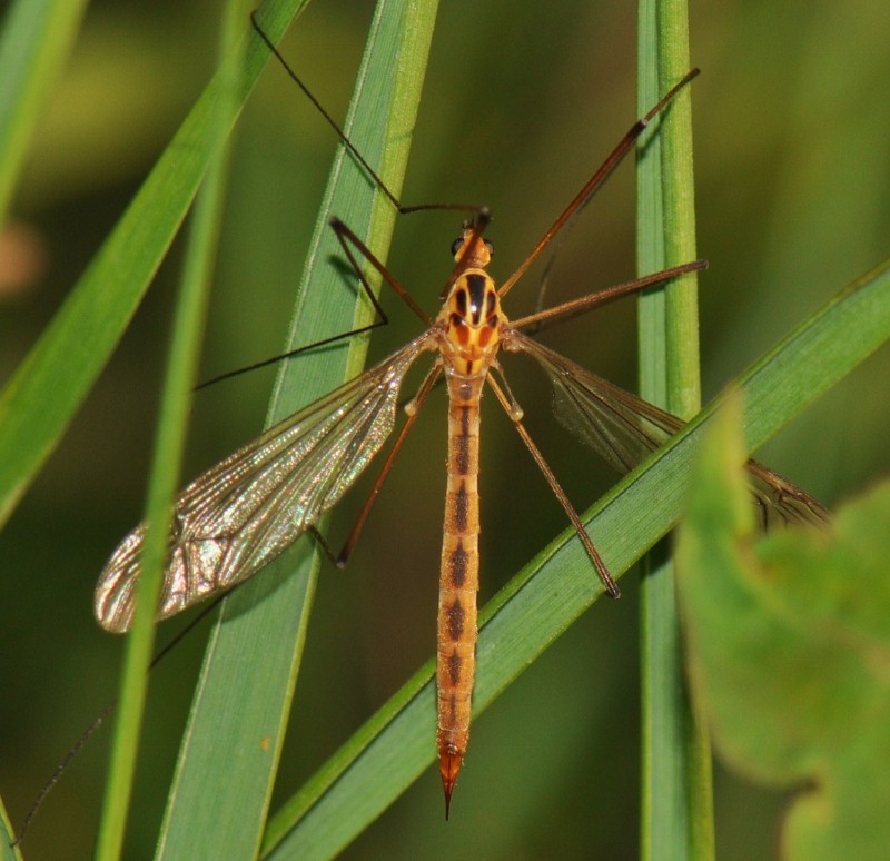 Tipulidae: Nephrotoma scurra (female) (4)