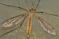 Tipula (Lunatipula) vernalis (female) (2)