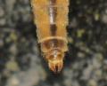 Tipula (Luniaipula) vernalis (female) (3)