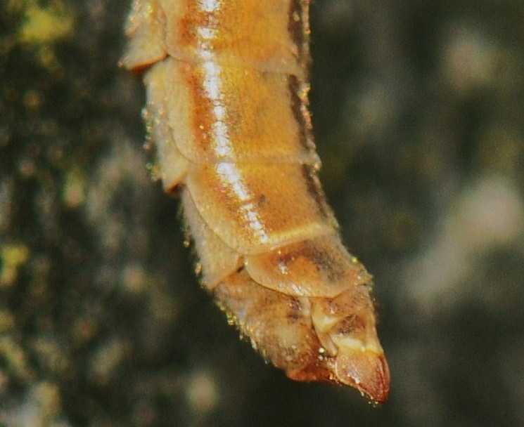 Tipulidae: Tipula (Lunatipula) vernalis (female) (4)