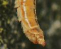 Tipula (Lunatipula) vernalis (female) (4)