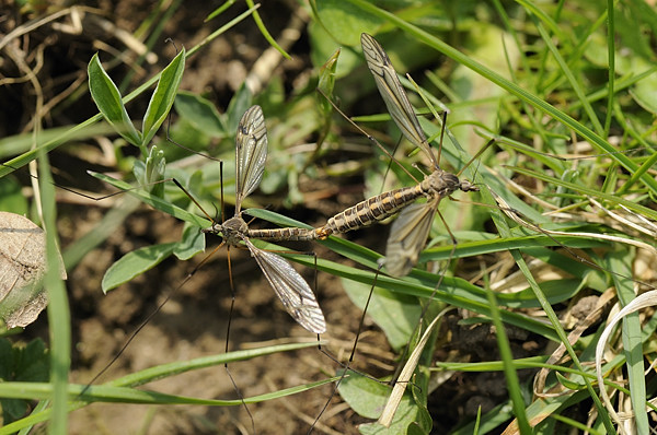 Tipulidae: Tipula (Yamatotipula) lateralis (copula) (1)
