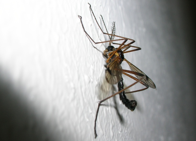 Tipulidae: Dictenidia bimaculata (male) (4)
