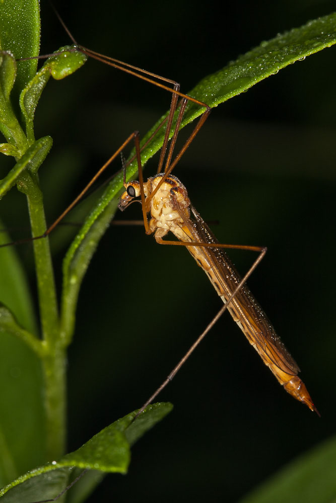 Tipulidae: Nephrotoma scurra (female) (1)