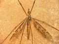 Tipula (Savtshenkia) rufina (female) (3)