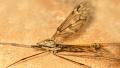 Tipula (Savtshenkia) rufina (female) (2)