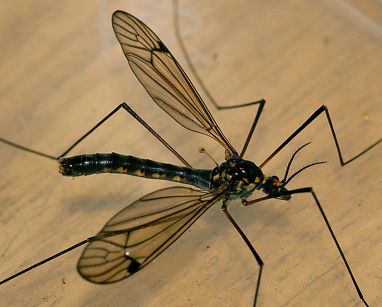 Tipulidae: Nephrotoma pratensis (male) (1)