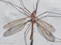 Tipula (Lunatipula) pseudocinerascens (male) (2)