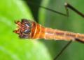Tipula (Lunatipula) fascipennis (male) (4)
