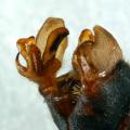 Tipula (Tipula) subcunctans (male) (2)
