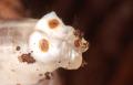 Tanyptera atrata (larva) (1)