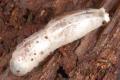Tanyptera atrata (larva) (2)