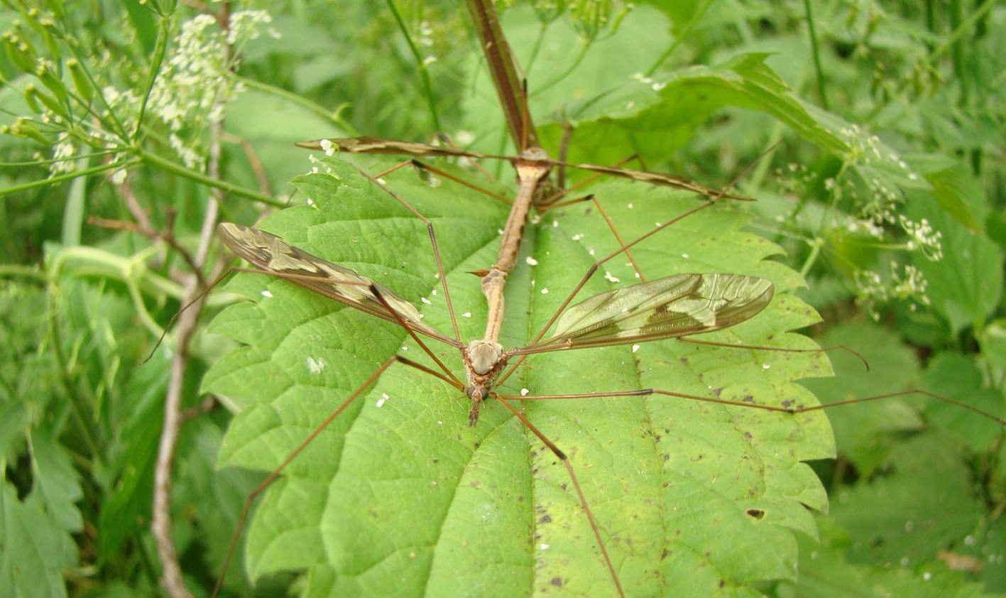 Tipulidae: Tipula (Acutipula) maxima (copula) (1)
