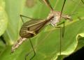 Tipula (Acutipula) vittata (female) (3)
