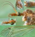 Tipula (Lunatipula) fascipennis (male) (2)