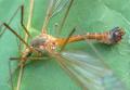 Tipula (Lunatipula) fascipennis (male) (1)
