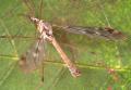 Tipula (Pterelachisus) irrorata (male) (1)