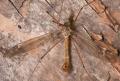 Tipula (Lunatipula) laetabilis (male) (1)