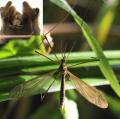 Tipula (Platytipula) luteipennis (male) (1)